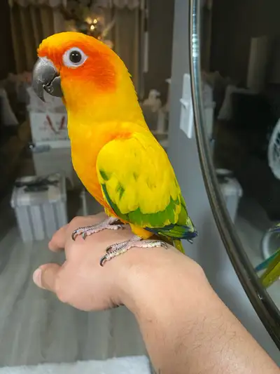 Matured female sun conure for rehoming. Please contact for more details.