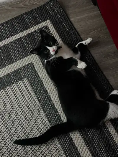 On cherche un belle famille qui les donnera beaucoup d’amour, View more