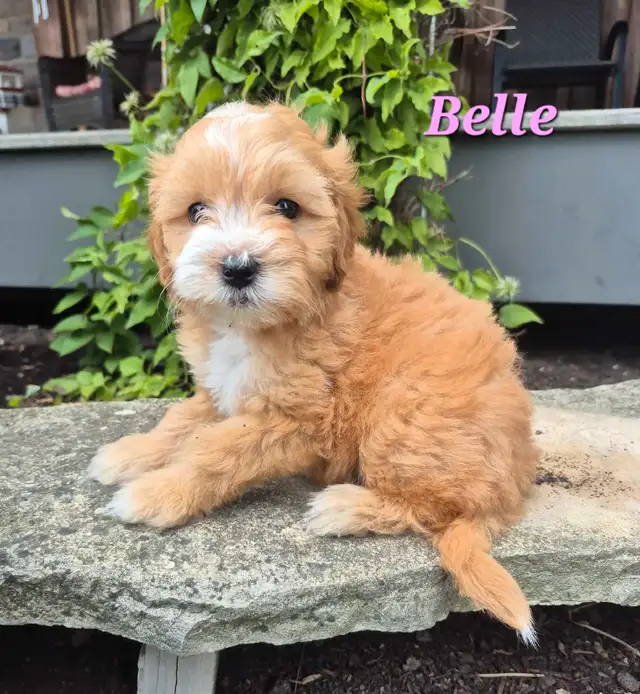 BEAUTIFUL COCKAPOO PUPPIES!!! in Dogs & Puppies for Rehoming in Kitchener / Waterloo - Image 5