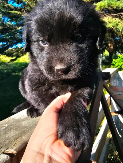 Newfoundlander puppies ONLY 1 female left, View more