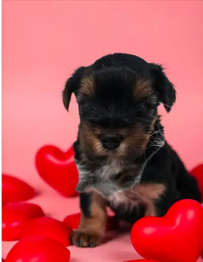 YORKSHIRE TERRIER PUPPY(male), View more