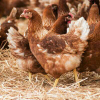 Brown laying hens