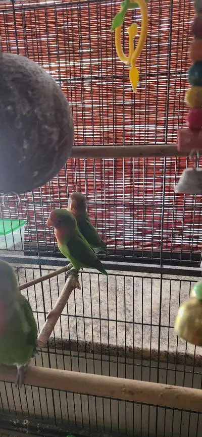 lovebirds, View more