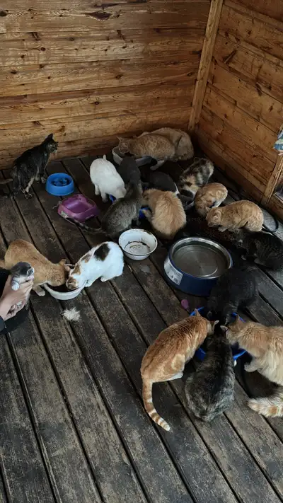 Outdoor cats to give away, View more