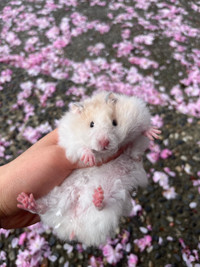 Adorable baby rex Syrian hamsters