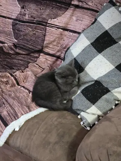 Kitten for sale, View more