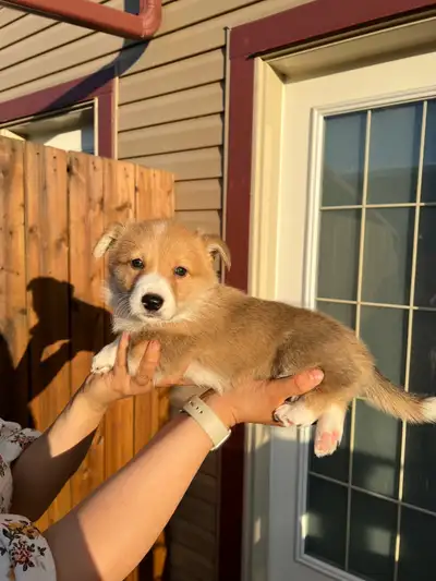 corgi x puppies , View more