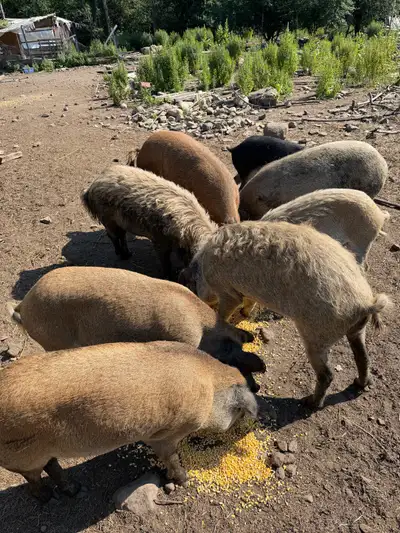 mangalica , best offer,meilleur offre, View more