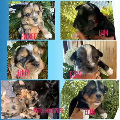 Exotic Merele Yorkies, View more