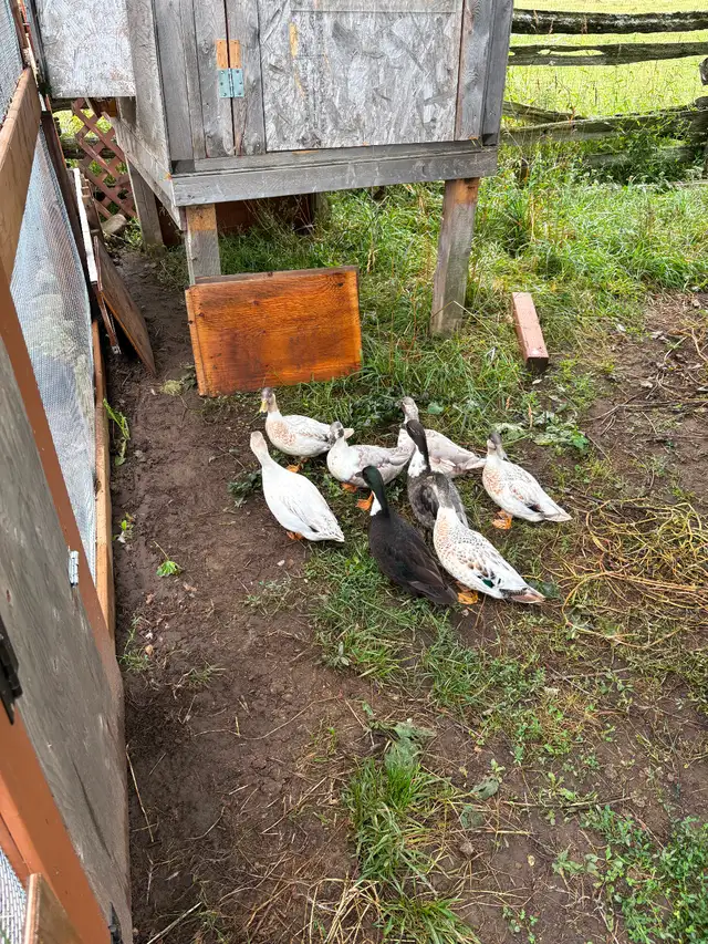 Call Ducks - Mixed in Livestock in Owen Sound - Image 3