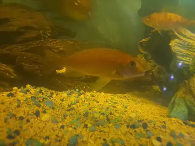 Bumblebee cichlid, View more
