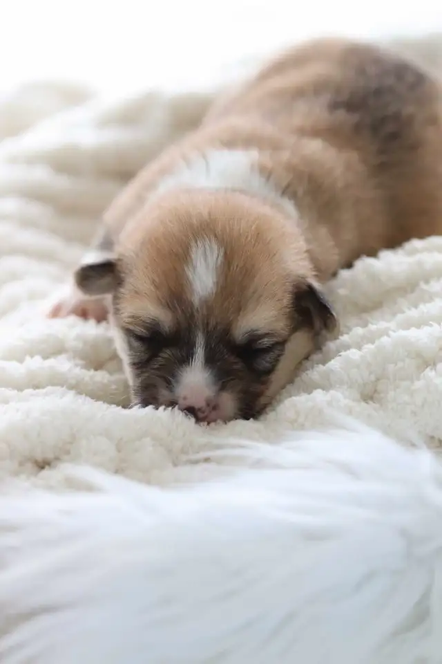 CKC Pembroke Welsh Corgi puppies in Dogs & Puppies for Rehoming in Sarnia - Image 3