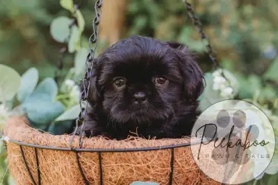 100% Shih Tzu’s From Health Tested Parents❤️, View more