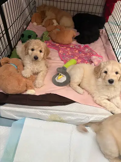 Goldendoodle Last girl waiting on her forever family to find her, View more