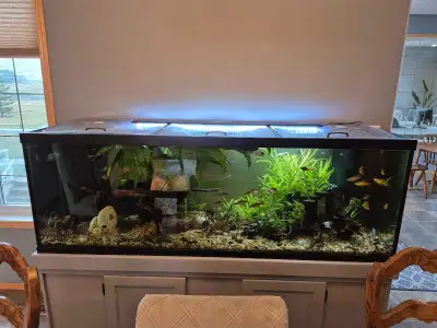 Huge aquarium set up, View more