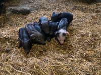 Heritage breed Piglets for sale
