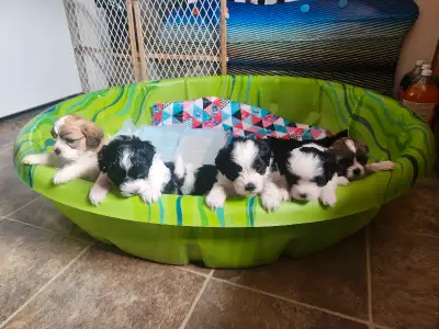 Shih tzu / maltese puppies, View more