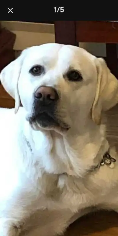 White  lab puppies only 1 boy left, View more