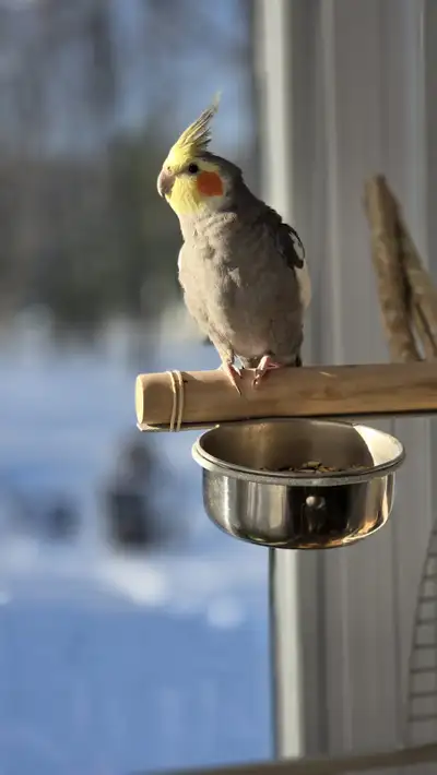 Charming Cockatiel "Mr. Bojangles" Looking for His Forever Home, View more