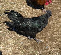 AYAM CEMANI roosters for sale- 2 available 