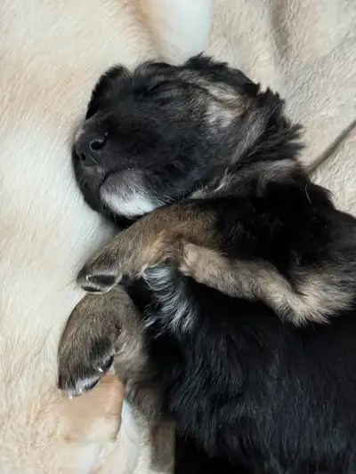 Shollie puppies (all have been re-homed), View more