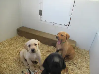 We have a beautiful litter of purebred Labrador Retrievers. Born on March 18. They will be ready for...