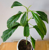 Hass Avocado Plant #2 (20 inch)