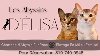 Un abyssin, un ami pour la vie!, View more