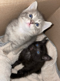  **Adorable Siberian Kittens for Sale!** 