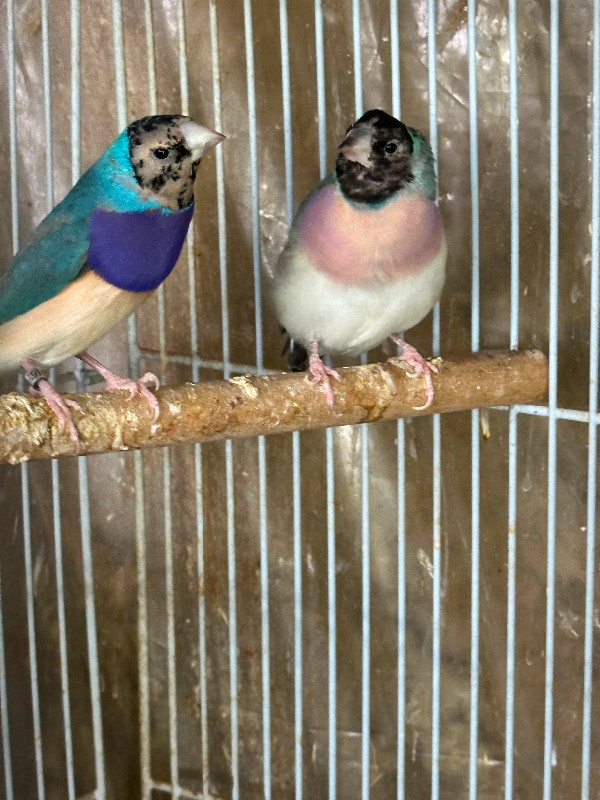 Blue Gouldian finch pair in Birds for Rehoming in City of Toronto - Image 4