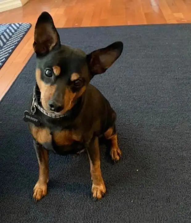 **DILBERT'S ARTHRITIS STORY** STOP PAIN TODAY in Animal & Pet Services in Edmonton - Image 2