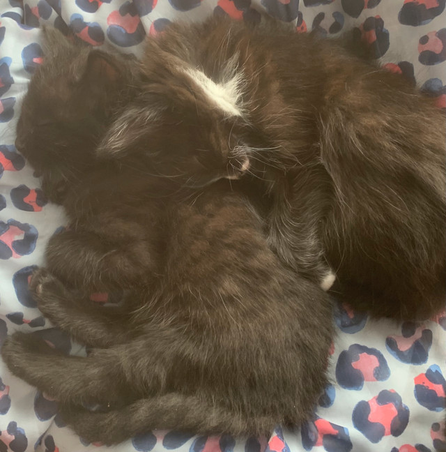 4 Kittens (2 boys 2 girls) in Cats & Kittens for Rehoming in Richmond - Image 2