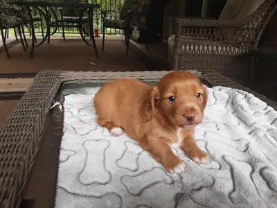 Miniature Shaded Creme Dachshund Puppy, View more