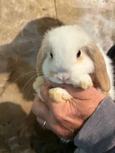 lop bunnies for sale, View more