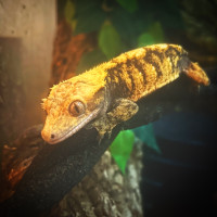 [PET ONLY / NO BREEDING] Rescue Crested Gecko + Setup  