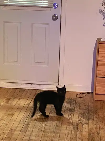 Petit chaton noir de 3 mois bientot 4. Il aime beaucoup jouer. Il a deja commencé à socialiser avec...