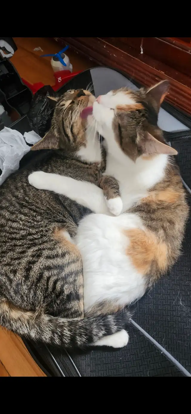 Looking for a loving home for our two cats. in Cats & Kittens for Rehoming in Moncton - Image 2