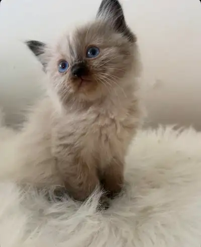 ragdoll kittens, View more