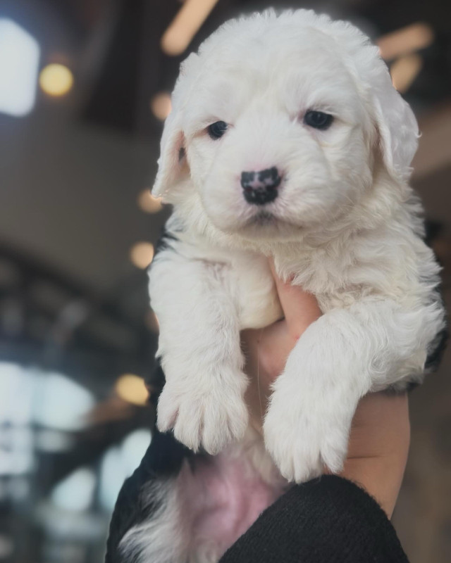 Purebred Old English Sheepdog Pups! in Dogs & Puppies for Rehoming in Strathcona County - Image 3