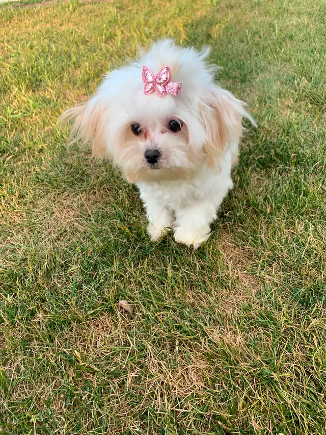 Maltipoo older pup in Dogs & Puppies for Rehoming in Edmonton - Image 5