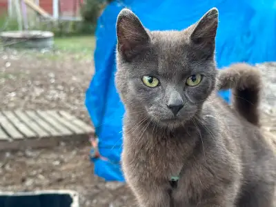 Farm cats to good homes., View more