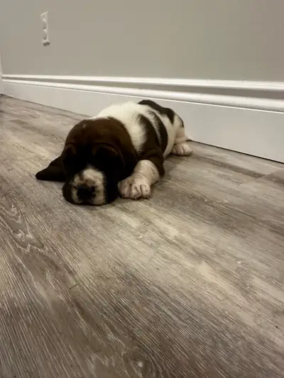 basset hound puppies, View more