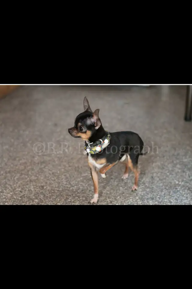 Très petits chihuahuas X minpin in Dogs & Puppies for Rehoming in Longueuil / South Shore - Image 10