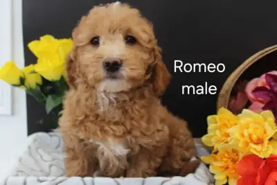 Mini Goldendoodle Puppies, View more
