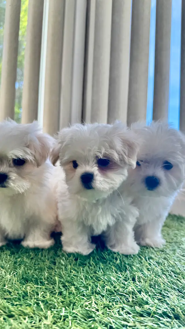 3 Chiots bichon maltais  , Maltese in Dogs & Puppies for Rehoming in Laval / North Shore - Image 6