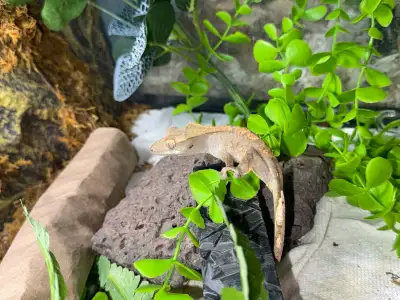 Crested Gecko / lizard  ( with enclosures), View more