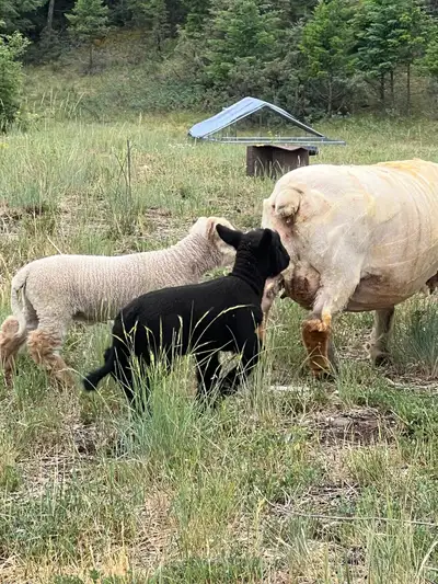 babydoll ewe and two babies, View more