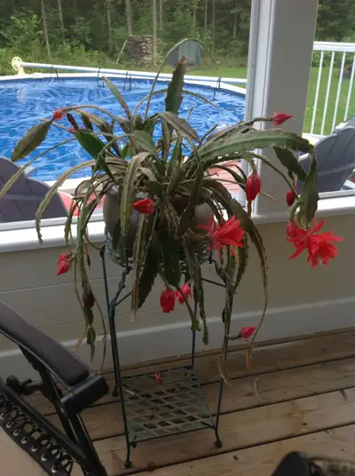 Bouture avec racine d’orchidée castus oranger. Magnifique floraison quand le plant est à maturité (e...