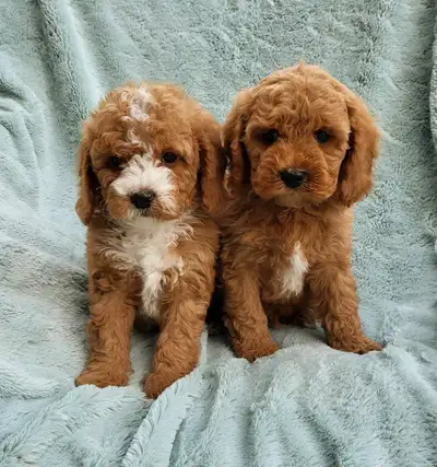 Kijiji cockapoo fashion puppies