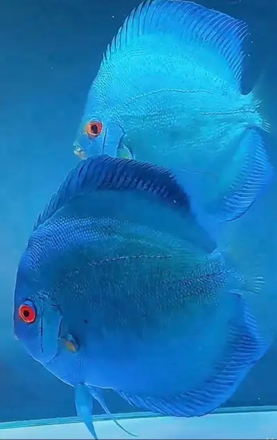 Blue diamond discus baby with warranty, View more